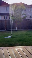 Special Cat Plays with Sprinkler