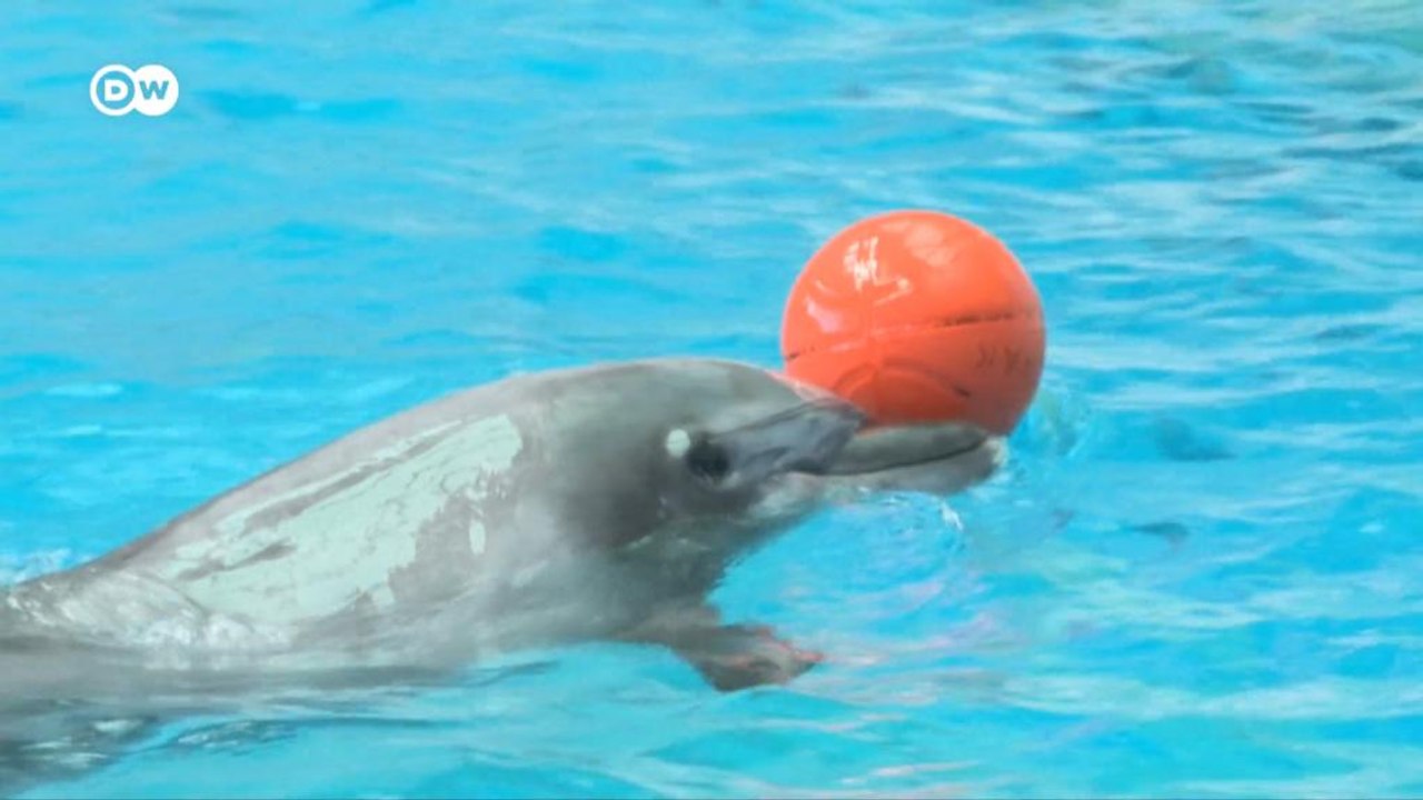 Ukrainische Delfine als 'Flüchtlinge' in Rumänien