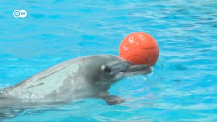 Ukrainische Delfine als "Flüchtlinge" in Rumänien