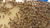 Rochester Prison starts new beekeeping scheme to help inmates reform