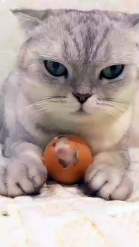 funny video clips funny video clips indian funny video clips 2022 funny cats funny cat video funny video cats,funny cat videos funny dog video funny video compilation funny cats videos funny videos funny animal videos funniest animals video funny animal