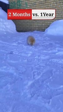 funny video clips funny video clips indian funny video clips 2022 funny cats funny cat video funny video cats,funny cat videos funny dog video funny video compilation funny cats videos funny videos funny animal videos funniest animals video funny animal