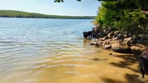 Mazey and Buck find a new swimming hole!