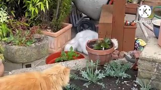 Funny Animals Videos : Cute Cats Videos In The World | Funny Cat Videos HD