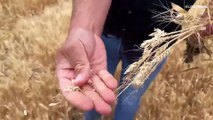 Сельское хозяйство Румынии под ударом природных аномалий