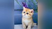 Baby Cats - Cute and Funny Cat Videos _ Baby Dogs - Cute and Funny Dog Videos