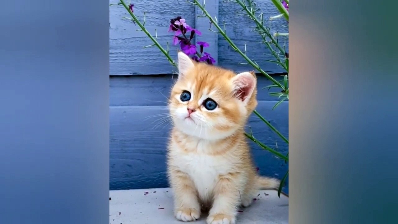 Baby Cats - Cute and Funny Cat Videos _ Baby Dogs - Cute and Funny Dog Videos