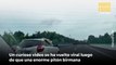 Captan a una enorme pitón birmana intentando salir de un automóvil que circulaba a toda velocidad en China