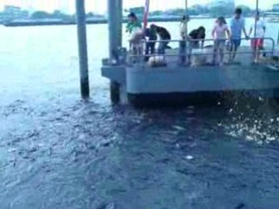 Offrandes aux poissons chat