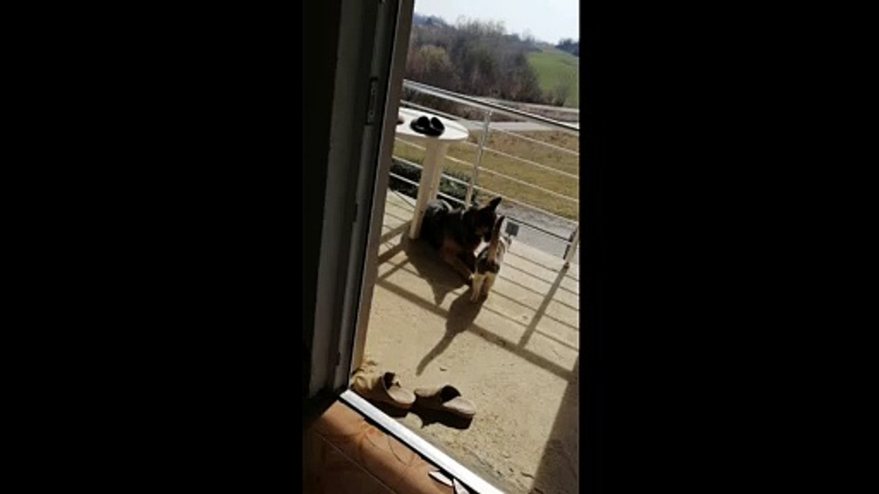 German Shepherd Rejects Cats Advances