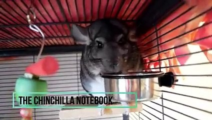 16 Cool Chinchilla Facts