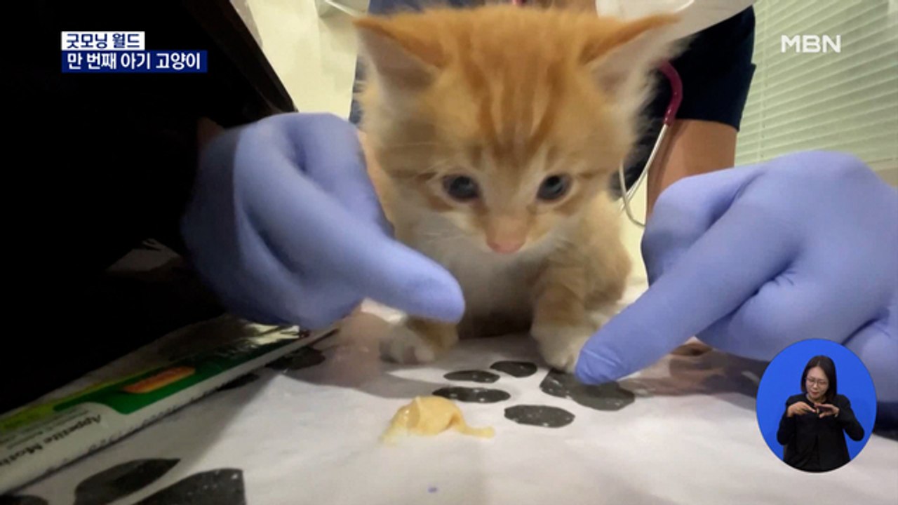 [굿모닝월드] 만 번째 아기 고양이