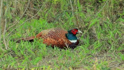 Survival in the Forest Hunting Phasianus Colchicus with a bow Cooking delicious Phasianus Colchicu