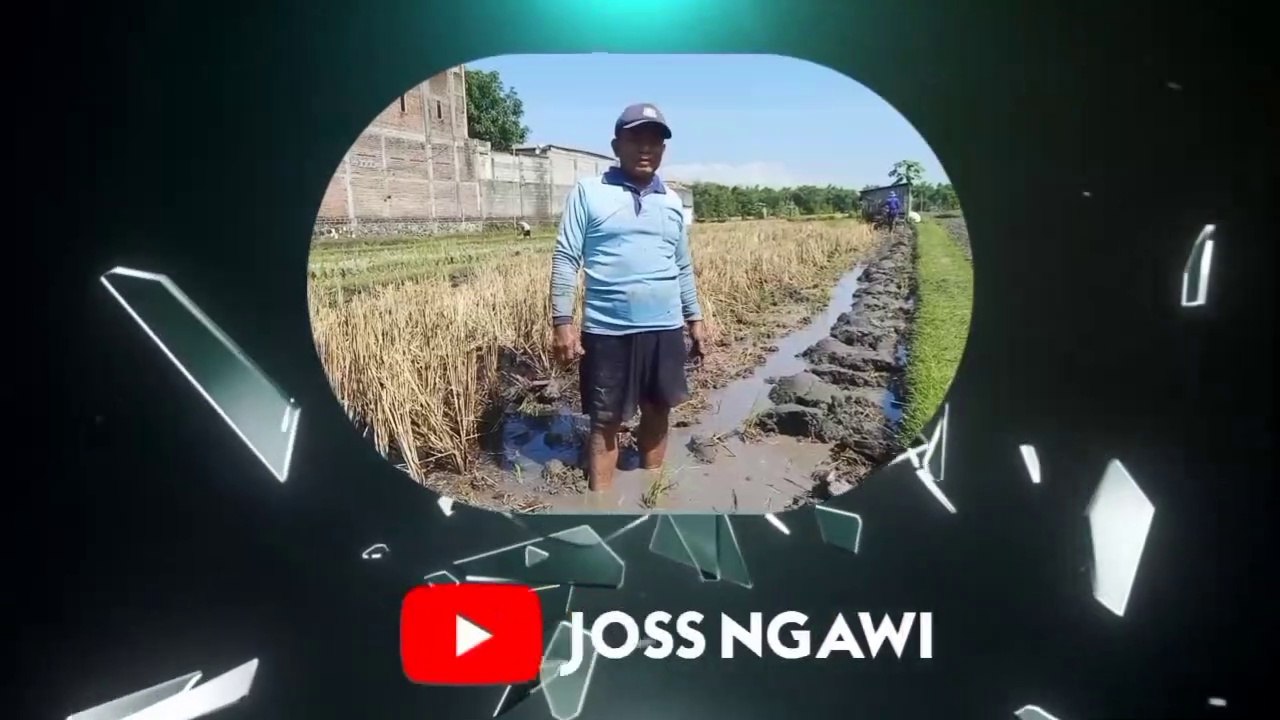 TRAKTOR SAWAH Mesin Kubota Membajak Sawah Di Pagi Hari