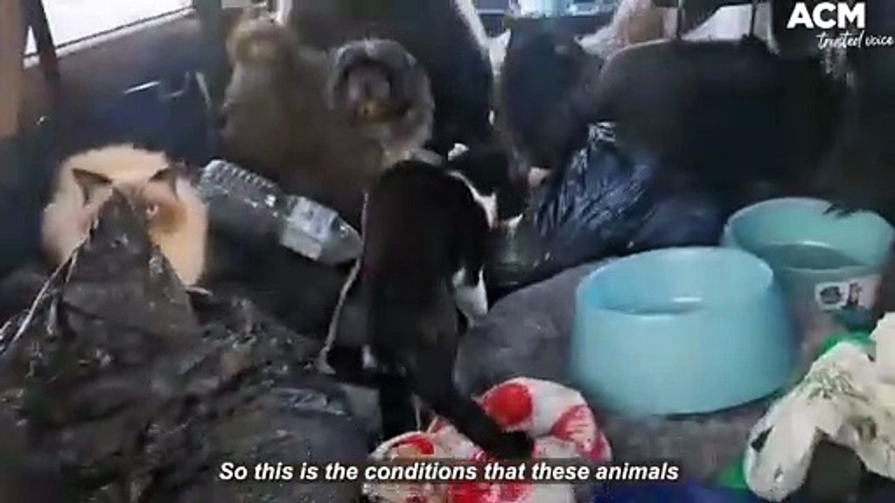 Thirteen cats and seven dogs rescued from a car in Newcastle, NSW | July 13, 2022 | Newcastle Herald