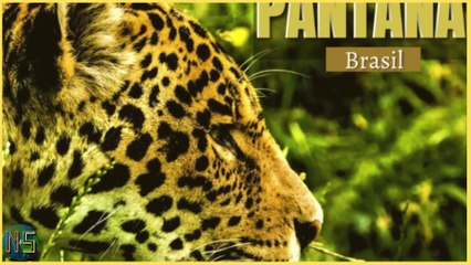 Novela PANTANAL Cap. dia 12/07 Terça FILHO MORRE? CULPADO! JUMA VIRA ONÇA MATA VELHO SERÁ? E AGORA?