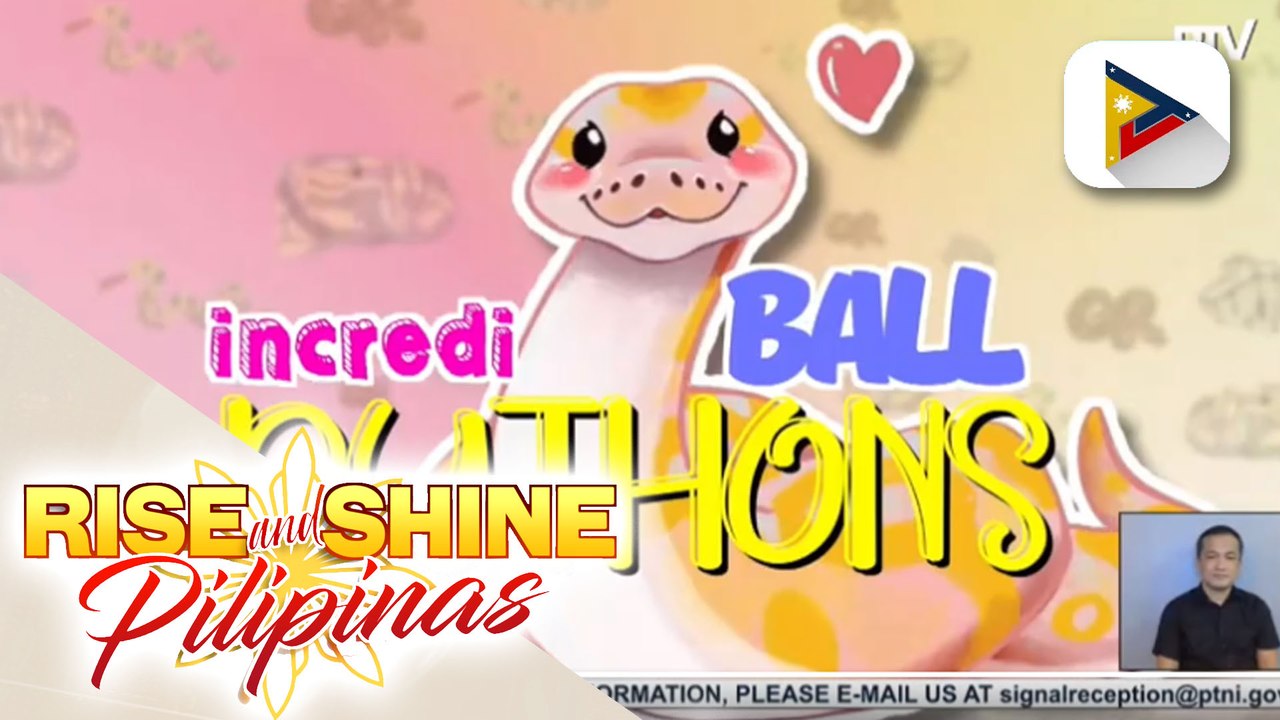 Alamin ang patungkol sa ball pythons