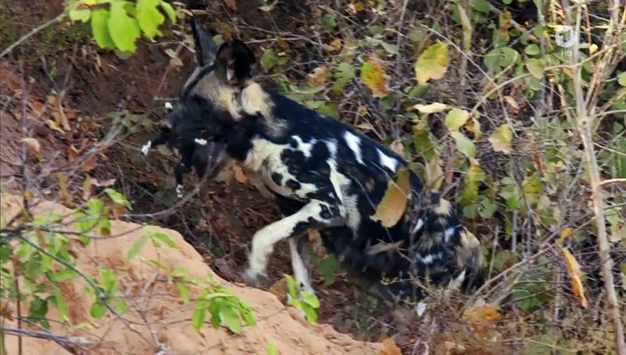 Wilde Dynastien - Die Clans der Tiere Staffel 1 Folge 4 HD Deutsch