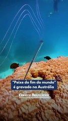 "Peixe do fim do mundo" é gravado na Austrália