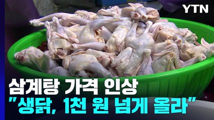 초복 코앞인데 삼계탕 가격도 올랐다..."모든 재룟값 전례 없는 급등" / YTN