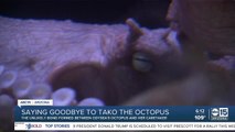 Saying goodbye to Tako: The special bond between the OdySea octopus and her caretaker