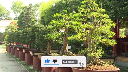 NHÀ HAI LÚA | CHIÊM NGƯỠNG HÀNG NGÀN KIỂNG CỔ, BONSAI HIẾM THẤY