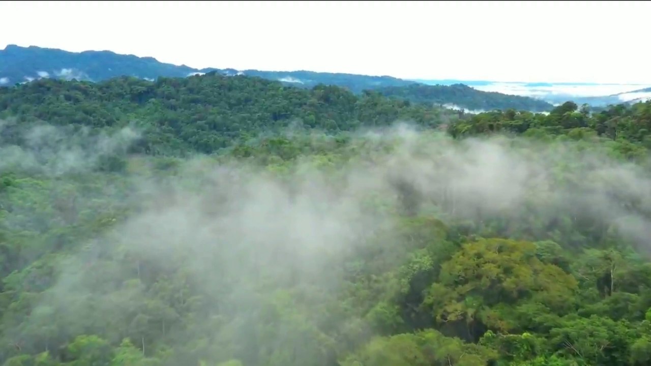 Amazon Rainforest Documentary 4k - The Beautiful World of the Amazon - Nature Stock Footage Free