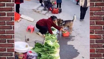 Funny Animals Video 2022 | Funniest Dog And Cat's Videos