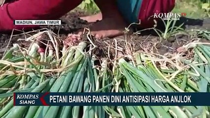 Petani Bawang di Madiun Pilih Panen Dini Antisipasi Harga Anjlok dan Serangan Hama