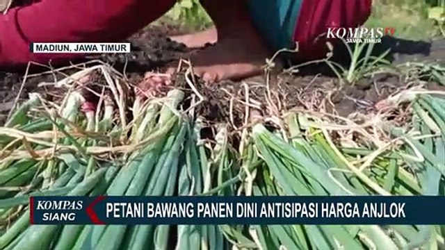 Petani Bawang di Madiun Pilih Panen Dini Antisipasi Harga Anjlok dan Serangan Hama