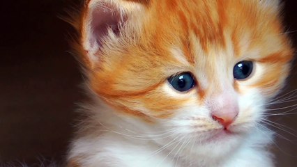 Cat | nice cat