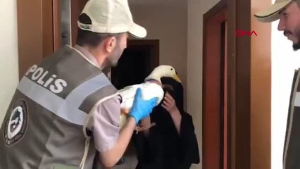 İSTANBUL-TARTIŞILAN ÖRDEKLERE İÇİŞLERİ BAKANLIĞI SAHİP ÇIKTI