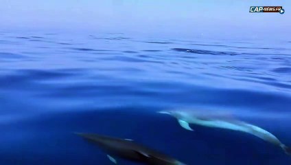 Groupe de Dauphins au large du Cap d'Agde le 30-07-2018