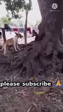 amazing funny videos dog with monkey #comedy #shorts #viral #funny #ytshorts #youtubeshorts