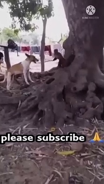amazing funny  videos dog  with monkey  #comedy #shorts #viral #funny #ytshorts #youtubeshorts