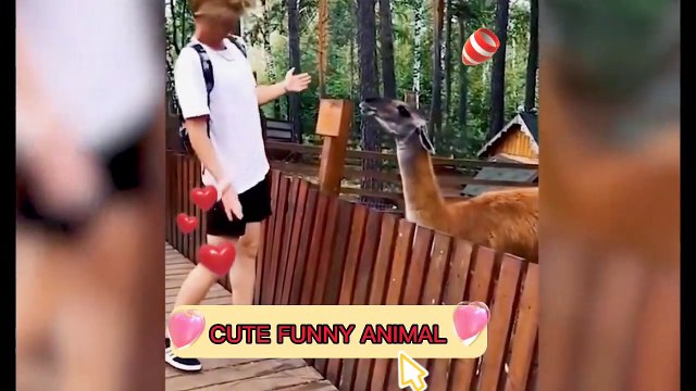 Funny Animal Videos 2022 Funniest Cats And Dogs Videos,cute animel #06