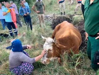 Su kuyusuna düşen inek, 40 dakikalık çalışmayla kurtarıldı