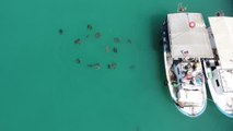 Akdeniz'in simgesi caretta carettalar balıkçı barınağını mesken tuttu