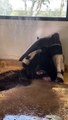 Harper the anteater has been enjoying a refreshing cold shower to tackle the hot weather at the Yorkshire Wildlife Park
