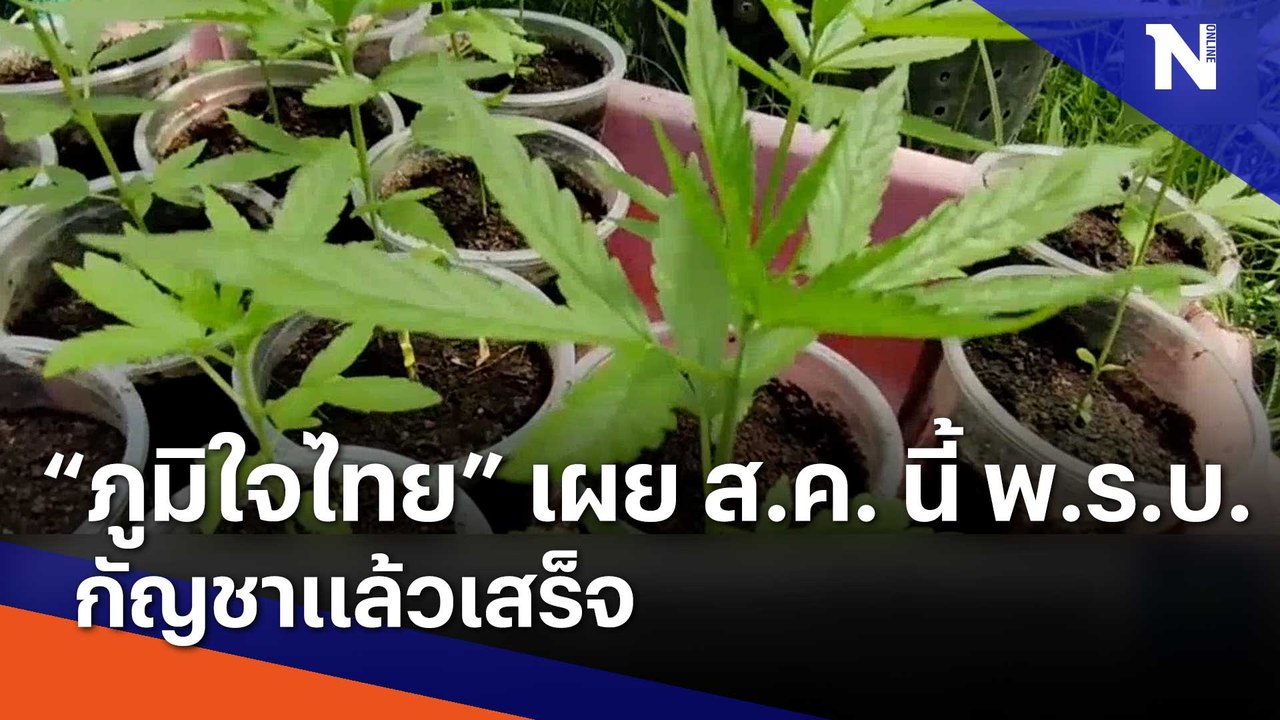 "ภูมิใจไทย" เผย ส.ค. นี้ พ.ร.บ. กัญชาแล้วเสร็จ | Morning Nation | NationTV22
