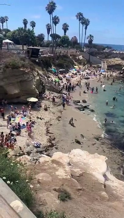 Deux lions de mer font le manège sur une plage en virant les touristes !