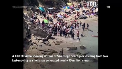Des lions de mer forcent les baigneurs à fuir la plage !