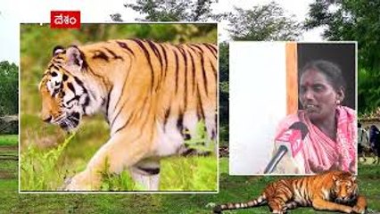 Tiger fear in Gandhavaram : ఇళ్ల చట్టూ తిరుగుతున్న రాయల్ బెంగాల్ టైగర్ | ABP Desam