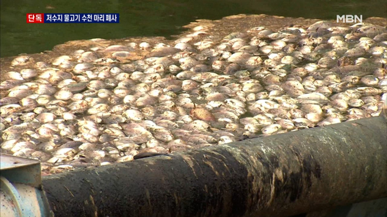 [단독] 물고기 수천 마리 집단폐사…"장마철 틈타 폐수 방류"