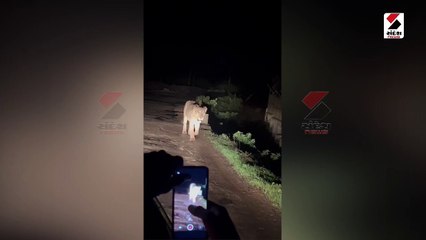 અમરેલી-ધારી ગીરના આંબરડી સફારી પાર્ક બહાર સિંહની લટાર