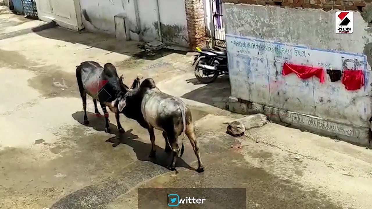 પાટણના રાધનપુરમાં આખલાના યુદ્ધનો વીડિયો વાયરલ
