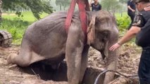 Rescate milagroso de un bebé elefante y su madre en Tailandia