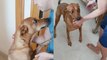 'Dog goes insane with joy after receiving surprise visit from his dad'