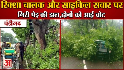 Tree Fell In Chandigarh Amid Rain:रिक्शा चालक और साइकिल सवार पर गिरी पेड़ की डाल,दोनों को आई चोट