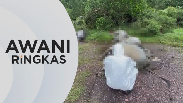 AWANI Ringkas: Veterinar Terengganu siasat kematian 11 lembu